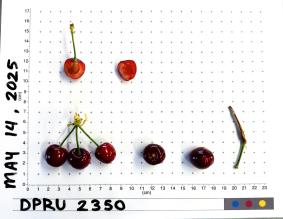column FRUIT