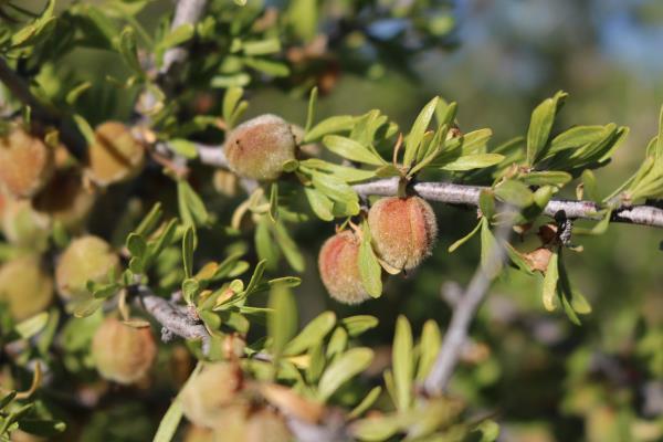 column FRUIT