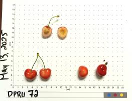 column FRUIT