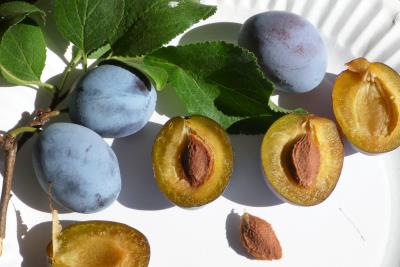 column FRUIT