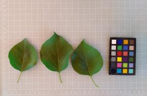 column LEAF