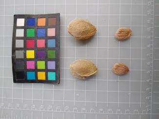 column SEED