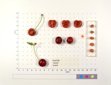Click for 2 image(s) for this accession. FRUIT