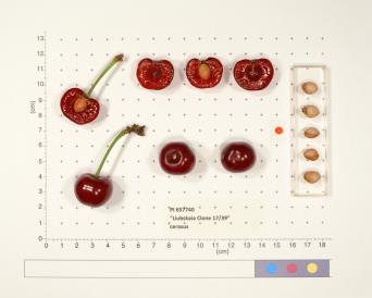 Click for 6 image(s) for this accession. FRUIT