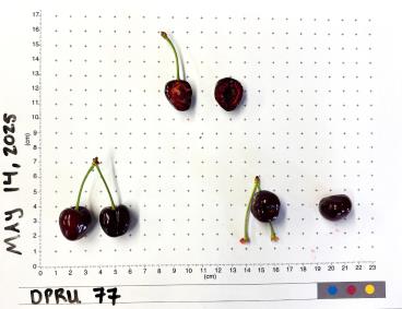 column FRUIT