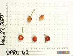 column FRUIT