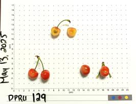 column FRUIT