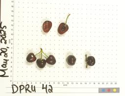 column FRUIT