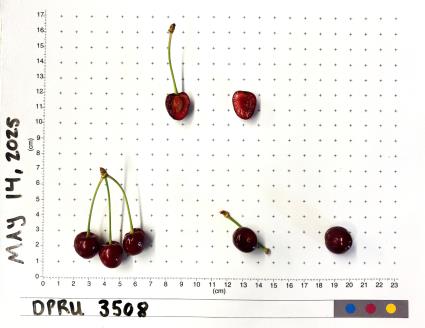 column FRUIT