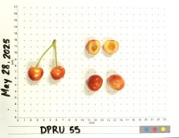 column FRUIT