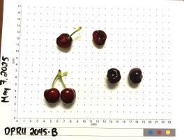 column FRUIT