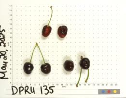 column FRUIT