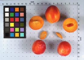 column FRUIT