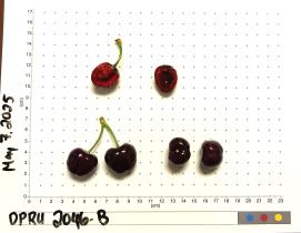 column FRUIT