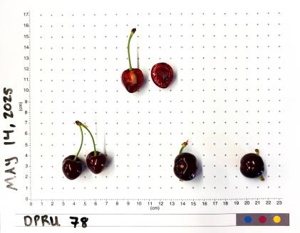 column FRUIT