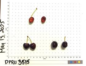 column FRUIT