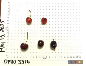 column FRUIT