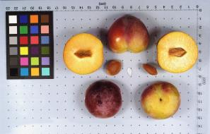 column FRUIT
