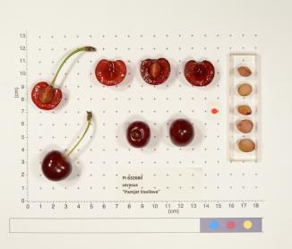 Click for 2 image(s) for this accession. FRUIT