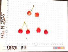 FRUIT
