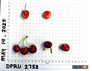 column FRUIT