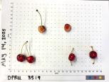 column FRUIT