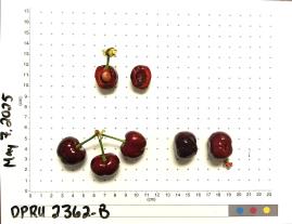 column FRUIT