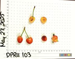 column FRUIT