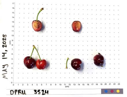 column FRUIT