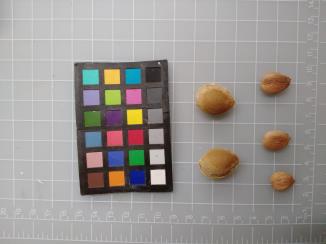 column SEED
