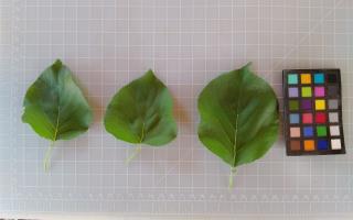 column LEAF