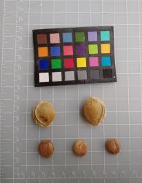 column SEED