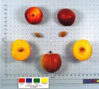 column FRUIT