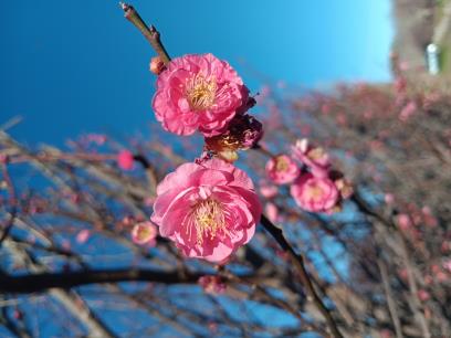 Click for 1 image(s) for this accession. FLOWER
