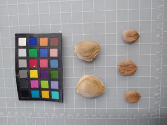 column SEED
