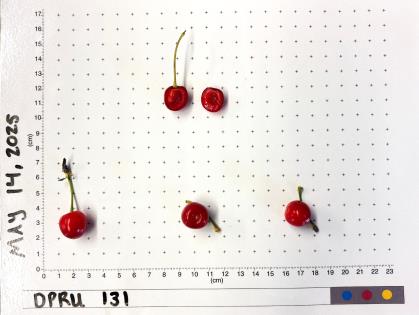 column FRUIT