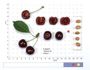 FRUIT