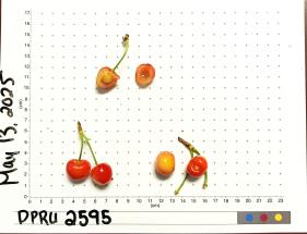 column FRUIT