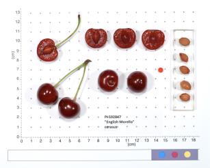 Click for 3 image(s) for this accession. FRUIT