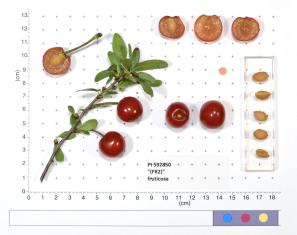 Click for 1 image(s) for this accession. FRUIT