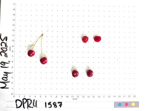 Click for 4 image(s) for this accession. FRUIT