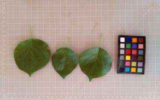 column LEAF