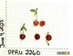 column FRUIT