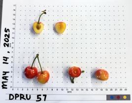 FRUIT