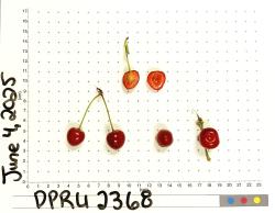 column FRUIT