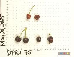 column FRUIT