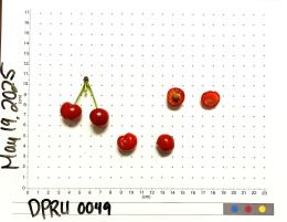 FRUIT