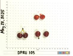 column FRUIT