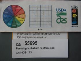 Click for 1 image(s) for this accession. SEED