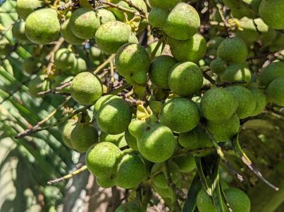 Fruit